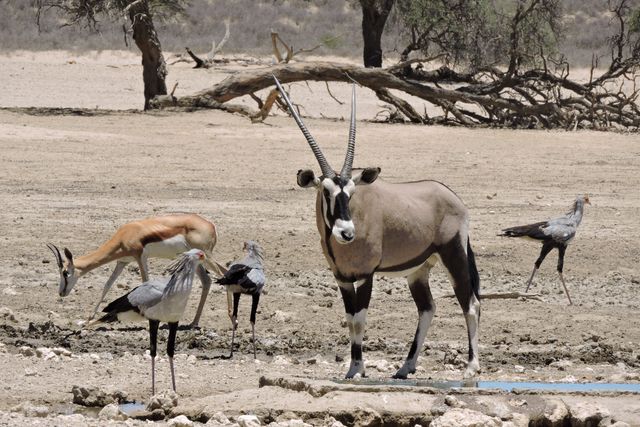 Oryx standing near Secretary birds and Springbok at a waterhole in a dry arid landscape. Ideal for illustrating wildlife documentaries, environmental conservation efforts, safari tours, educational material on African wildlife, and nature-themed publications.