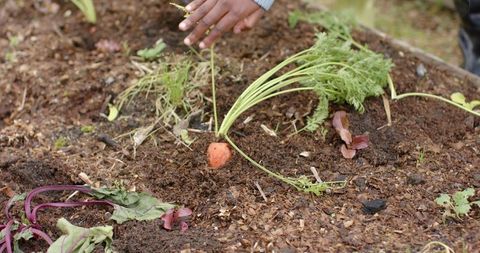 African american gardener harvesting carrot from raised bed garden soil and compost mulch