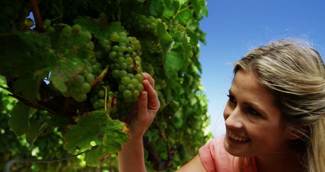 Woman Harvesting Grapes From Vine in Vineyard - Download Free Stock Images Pikwizard.com