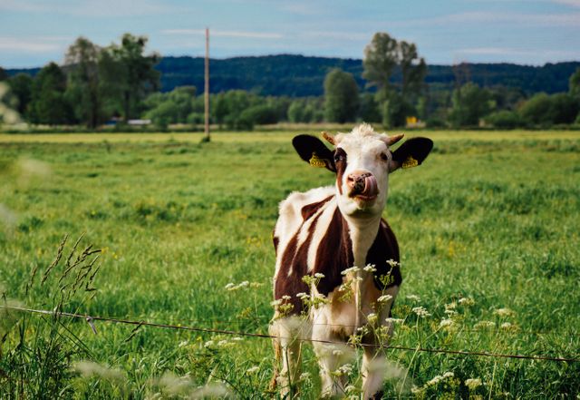 Young brown and white calf standing in lush green field on a sunny day, surrounded by beautiful countryside scenery with trees in the background, and blue sky with minimal clouds. Ideal for use in agricultural promotion, rural scenery, farming lifestyle advertisements, or livestock management materials.