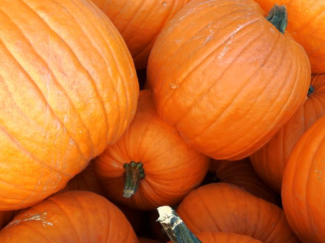 Close-up of Bright Orange Pumpkins in Autumn Harvest - Download Free Stock Photos Pikwizard.com