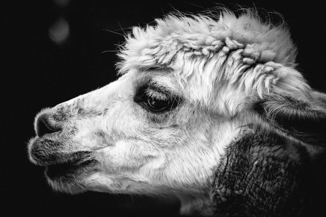 Close-up of Alpaca - Download Free Stock Photos Pikwizard.com