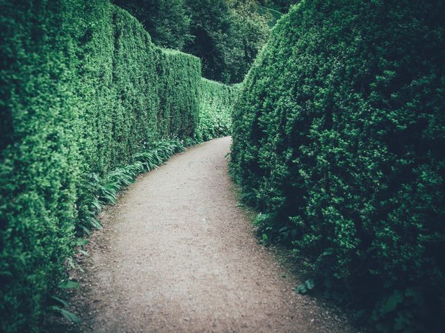 Winding Pathway in Hedge Maze with Dense Green Foliage - Download Free Stock Photos Pikwizard.com