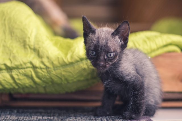 Black kitten sitting indoors displaying curious expression next to green blanket. Useful for pet care materials, animal shelter promotions, and cute animal blog posts.