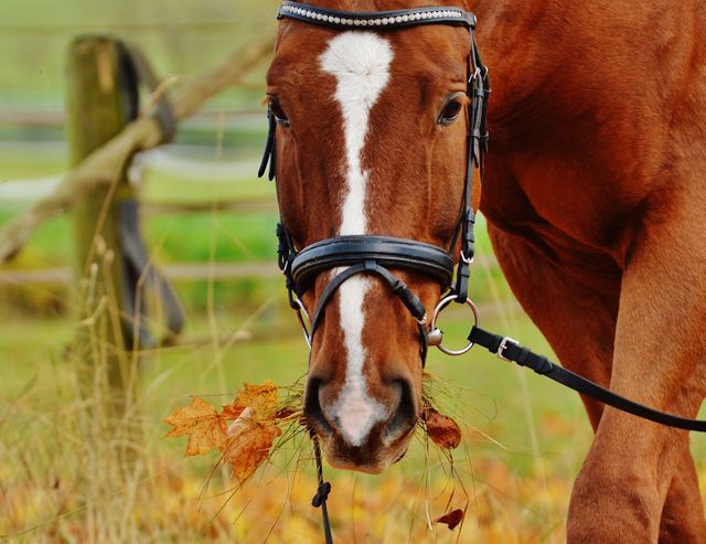 Chestnut Horse Eating Autumn Leaves in Paddock - Download Free Stock Photos Pikwizard.com
