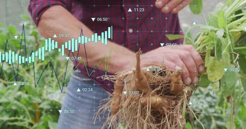 Male farmer holding uprooted tubers while analyzing crop data overlay for smart farming