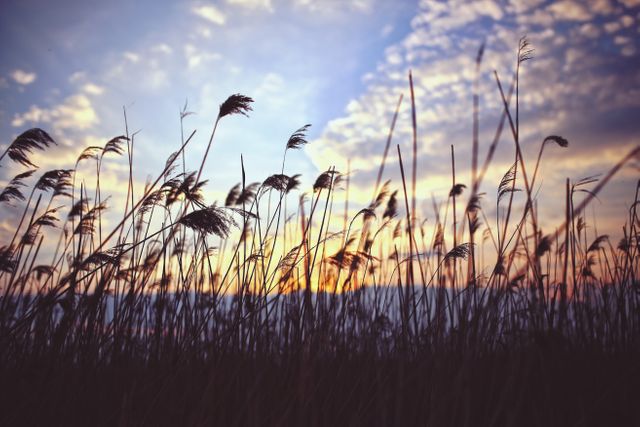 Sunset moments being captured as the sun dips below the horizon through tall grass in a field. Outdoors, perfect for illustrating calm and serene outdoor settings. Ideal use for travel blogs, nature photography, peaceful scene backgrounds, relaxation themes, and environmental awareness campaigns.