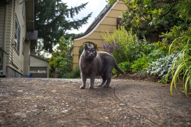 Gray Cat Exploring Outdoor Garden Path in Suburban Neighborhood - Download Free Stock Photos Pikwizard.com