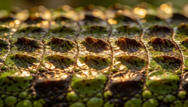 Glistening reptile scutes at golden hour macro texture showing raised crocodile scales