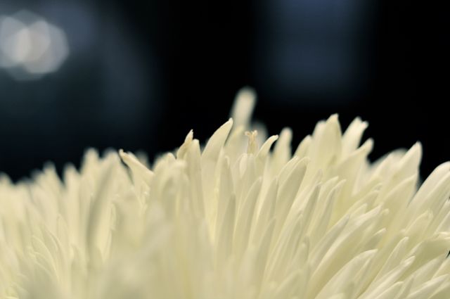 Close up view of white flower petals. Nature and ecology concept