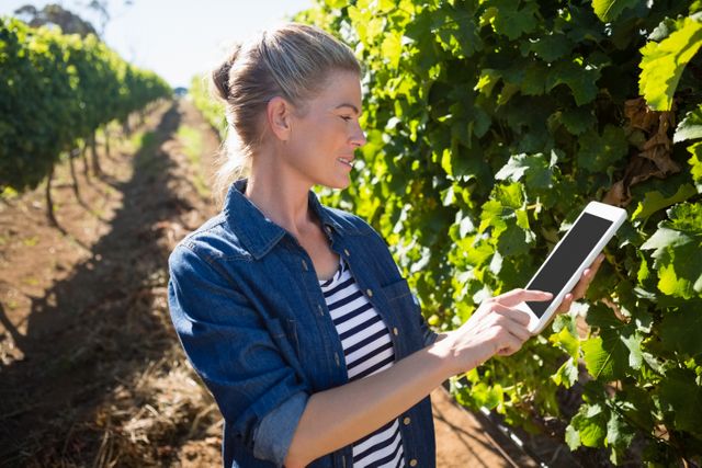 Woman vintner using digital tablet in vineyard on a sunny day. Ideal for illustrating modern agriculture, technology in farming, viticulture, and rural lifestyle. Useful for articles, blogs, and advertisements related to wine production, agribusiness, and innovative farming techniques.