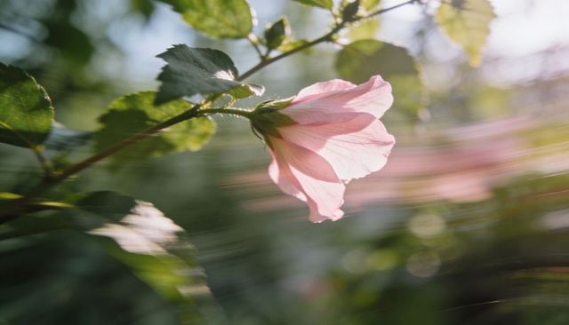 Swaying pink mallow blossom backlit by warm sun with motion blur and creamy bokeh