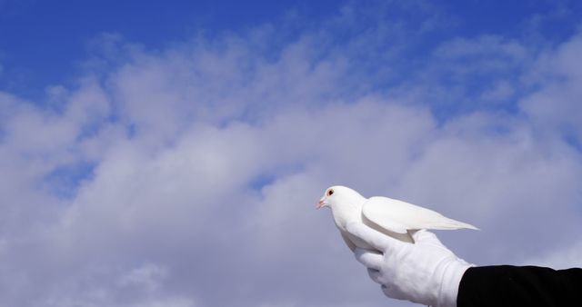 A white dove rests on a person's hand against a backdrop of blue sky with fluffy clouds, symbolizing peace or freedom. The image evokes a sense of hope and the potential for new beginnings.