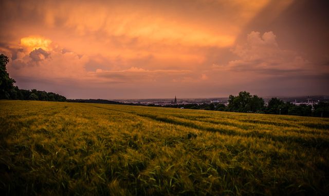 Golden wheat field under dramatic sunset sky - Download Free Stock Photos Pikwizard.com
