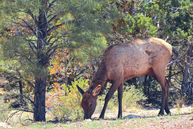 Elk grazing in a forest clearing with pine trees provides a view into natural wildlife behavior. Suitable for educational content about wildlife, conservation materials, nature and outdoors blog posts, or use in nature documentaries.