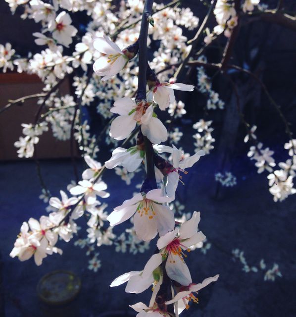 Close-up of cherry blossoms blooming on a branch in a garden. Ideal for spring season promotions, nature-themed articles, floral display posters, or gardening blogs. Captures natural beauty and seasonal freshness.