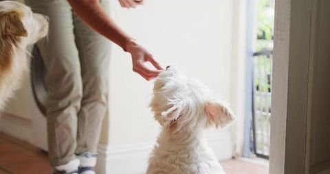 Person in warm environment offering a treat to fluffy white dog