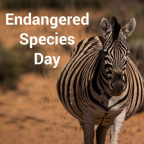 zebra standing tall for endangered species day awareness - Download Free Stock Templates Pikwizard.com