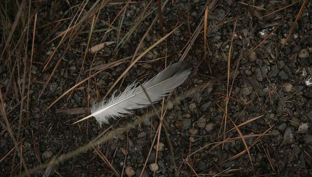 Two-toned feather lying on damp gravel with pine needles closeup woodland macro texture