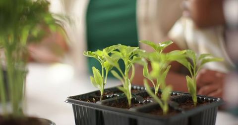 African American adult and child tending seedlings in tray, gardening mentorship and growth