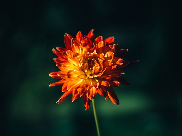 This vibrant orange dahlia flower stands out against a dark green background. Perfect for use in botanical books, garden blogs, and floral-themed graphic designs. Ideal for adding a touch of nature's beauty indoors through prints and home decor.