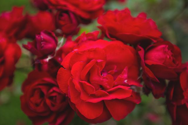 Close-up of red roses on plant, backgrounds