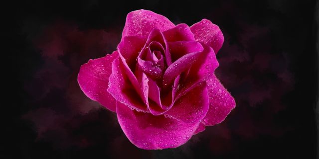 Unique and vibrant purple rose with water droplets on petals appearing fresh on a dark background. Perfect for floral-themed designs, romantic cards, nature backgrounds, and beauty advertisements.