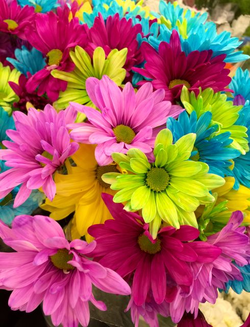 Perfect for backgrounds, greeting cards, nature-themed designs, and floral arrangements. The variety of vivid hues in the flowers can inspire vibrant decor and garden planning.