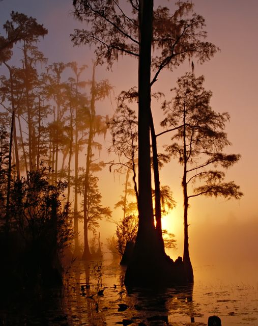 Scene depicts early morning mist over a tranquil swamp with tall cypress trees, partially submerged in water. The rising sun emits golden light, creating stunning reflections on the water. Ideal for use in nature-themed projects, travel brochures, meditation visuals, or serene landscape collections.