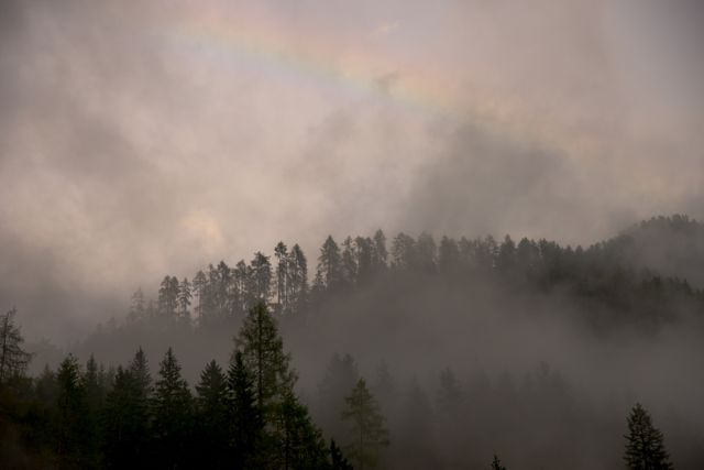 This image captures a misty forest with tall pine trees and a faint rainbow in the background. Dense fog creates a mysterious and tranquil atmosphere, perfect for themes related to nature, serenity, and wilderness. Ideal for use in articles, nature blogs, and adventure travel content, or as a background for motivational and inspirational quotes.