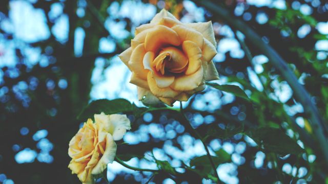 Macro Shot of Beautiful Yellow Roses in Bloom - Download Free Stock Photos Pikwizard.com