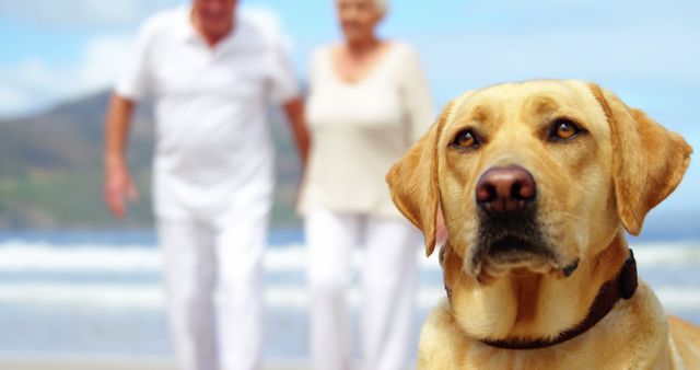 A Labrador Retriever sits in focus with a senior Caucasian couple walking on the beach in the background. The image captures a serene moment of companionship between the dog and its owners during a leisurely stroll by the sea.