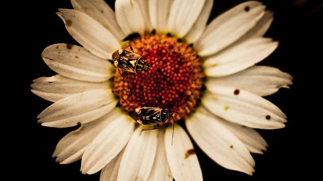 Close-up capturing two small insects on a daisy flower. Perfect for nature blogs, educational content about pollination, wildlife magazines, gardening websites, or botanical study materials.