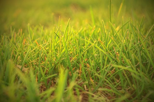 Fresh green grass with morning dew illuminated by soft sunlight creates a tranquil nature scene. Ideal for backgrounds, nature blogs, environmental campaigns, eco-friendly products, landscape designs, and mindfulness promotions.