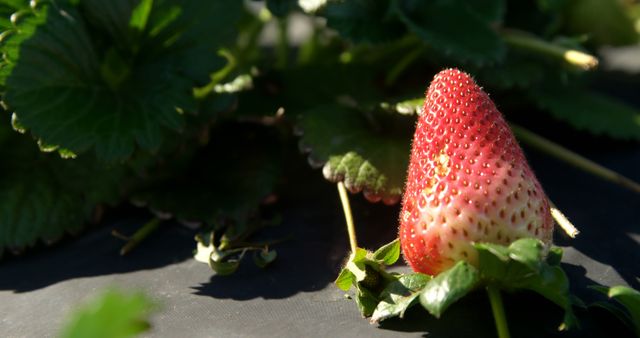 A ripe strawberry stands out in a field, bathed in sunlight. It's harvest time in the strawberry farm, showcasing the fruit's transition from green to red.