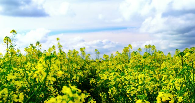 A vibrant canola field blooms with bright yellow flowers under a partly cloudy sky. This scene highlights the beauty of rural landscapes and agricultural productivity. Ideal for use in advertisements related to farming, nature, and agricultural products, as well as spring-themed publications.