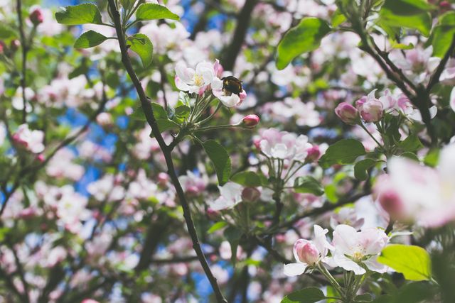 Image shows bee pollinating apple tree blossoms in vibrant spring garden. Ideal for use in gardening blogs, ecology websites, and educational materials on pollination and botany. Perfect for promoting fruits, nature, outdoor spring activities, and environmental sustainability.