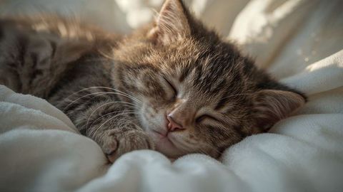 Peaceful tabby kitten sleeping on soft white blanket