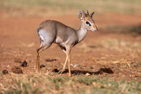 Dik-dik standing alert on arid savannah ground with delicate horns and slender legs
