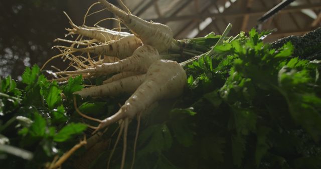 Fresh Parsnips and Greens Displayed on Market Table - Download Free Stock Images Pikwizard.com