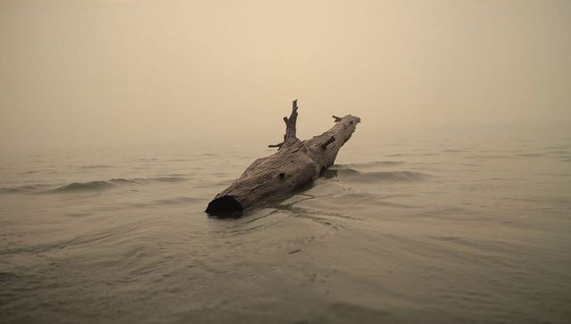 Floating weathered driftwood log in misty water, minimal calm horizon