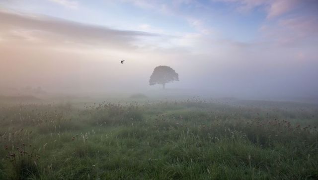 Solitary oak standing through pastel morning fog with bird silhouette over wildflower meadow