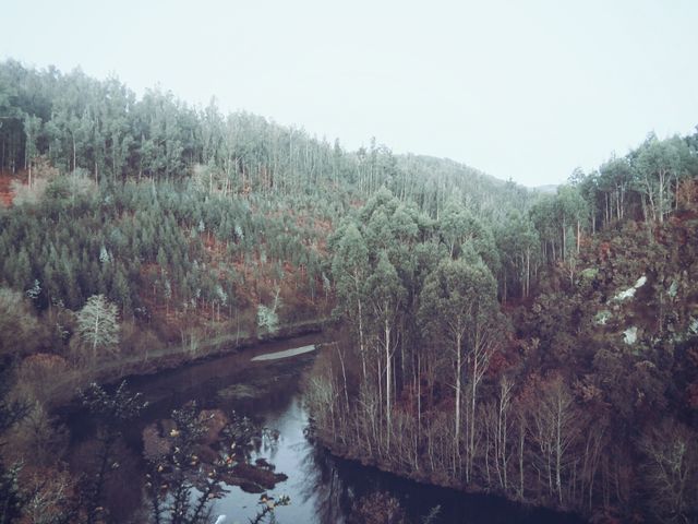 Serene Forest Landscape with Meandering River at Dawn - Download Free Stock Photos Pikwizard.com