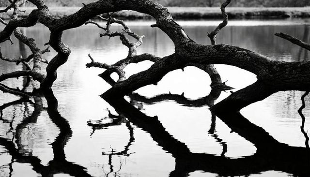 Gnarled fallen tree arching over calm water reflecting twisted branches in monochrome