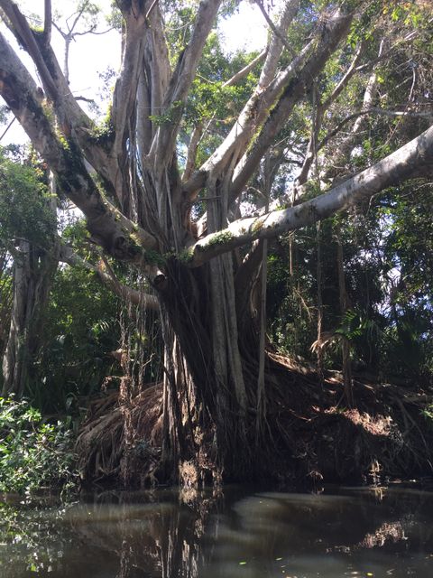 Banyan tree with extensive roots system in dense tropical forest. Use for topics on nature conservation, tropical flora, ecosystems, and environmental studies.