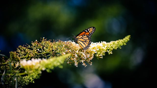 Monarch Butterfly Resting on White Flowers in Sunlight - Download Free Stock Photos Pikwizard.com