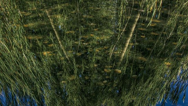 Calm pond reflection of reeds and tree trunks with floating lily pads and mirrored surface