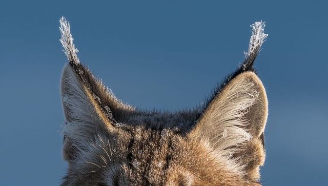 Frost-covered lynx ear tufts glimmering against clear blue sky, macro wildlife detail