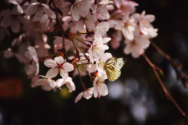 Butterfly resting on cherry blossom branch with pink flowers, natural setting. Ideal for themes of nature, spring, beauty, and delicate outdoor scenes. Perfect for backgrounds, posters, nature blogs, and seasonal marketing materials.