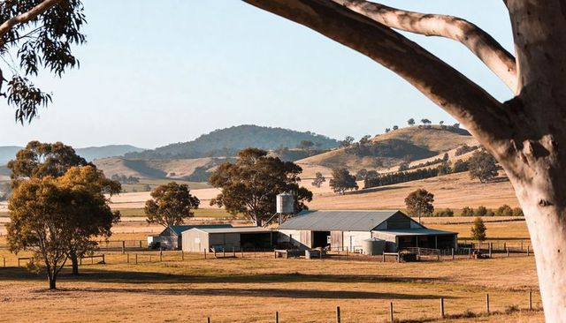 Sunlit rural farm framed by gum tree trunk with corrugated barn and silo on rolling hills